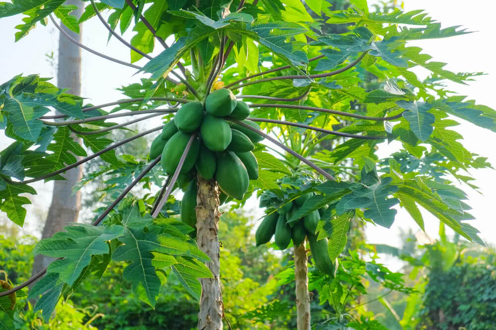 lợi ích của đu đủ