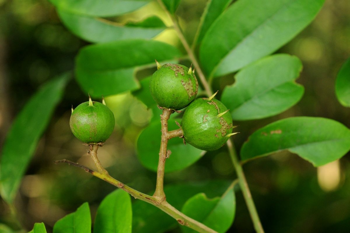 mẹo giữ sấu tươi xanh, dùng quanh năm