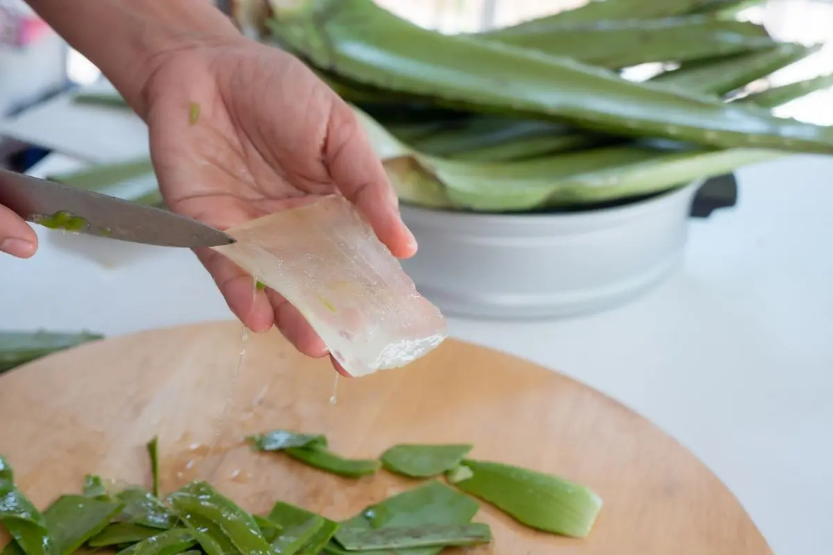 cách chế biến nha đam giòn ngon, không bị đắng