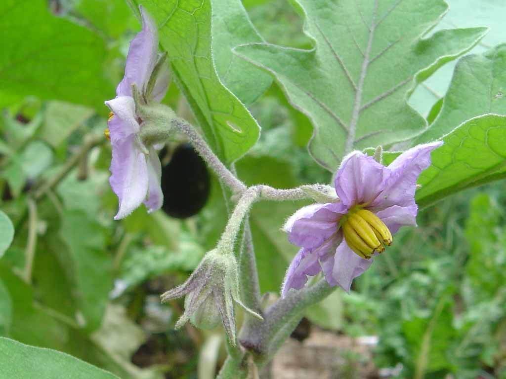 những bộ phận của rau củ quả khi ăn có thể nguy hại đến tính mạng