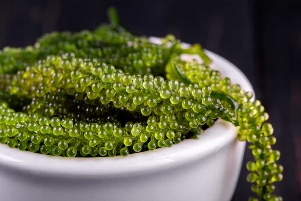 lợi ích của rong nho đối với sức khỏe