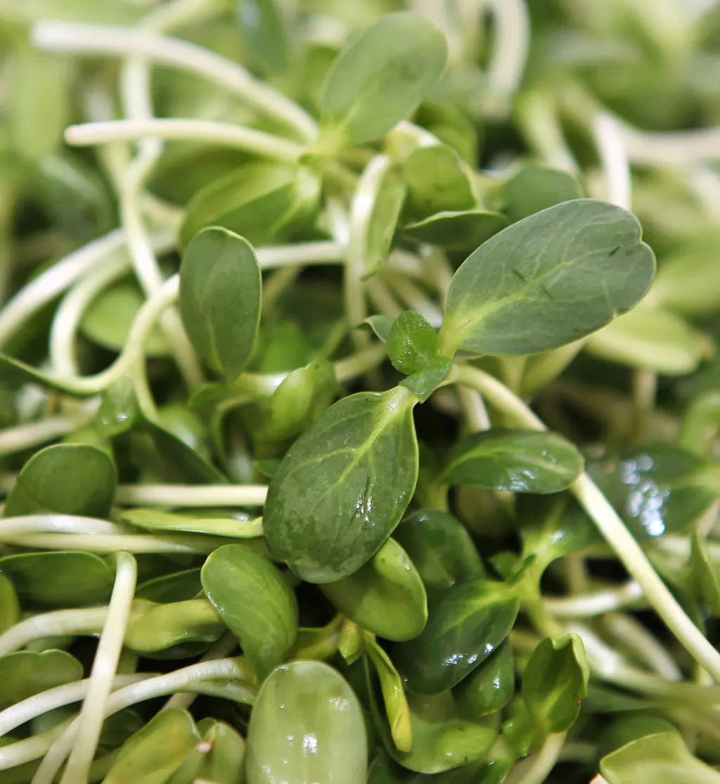 lợi ích của rau mầm hướng dương đối với sức khỏe