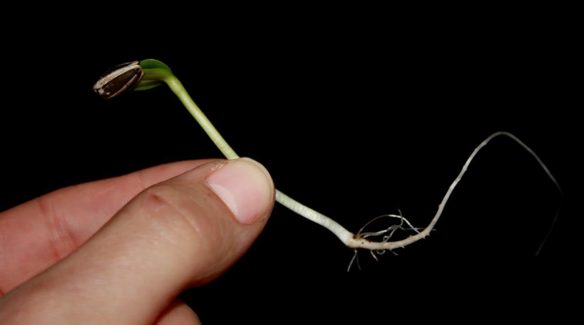 lợi ích của rau mầm hướng dương đối với sức khỏe