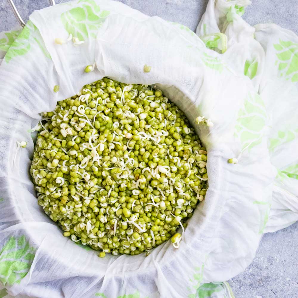 cách làm giá đỗ trắng mập