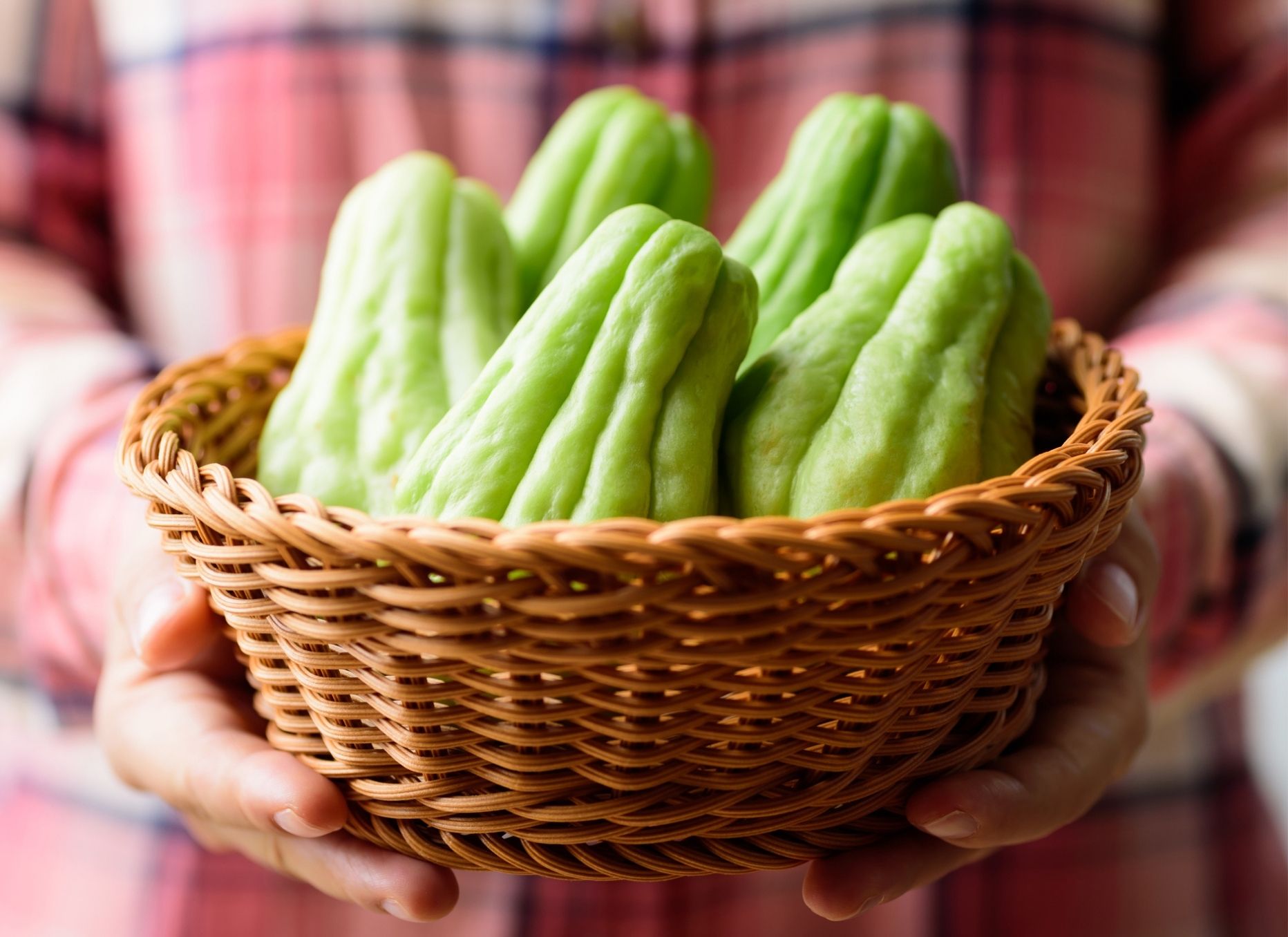 cách chọn su su non và tươi ngon