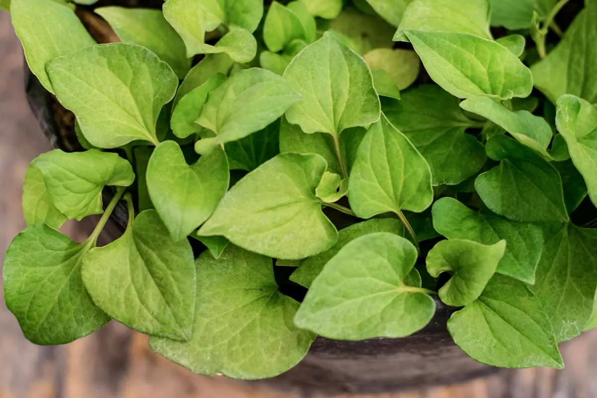 lợi ích của rau diếp cá