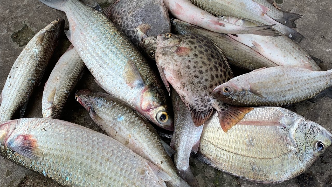 cách chọn mua cá đối tươi ngon