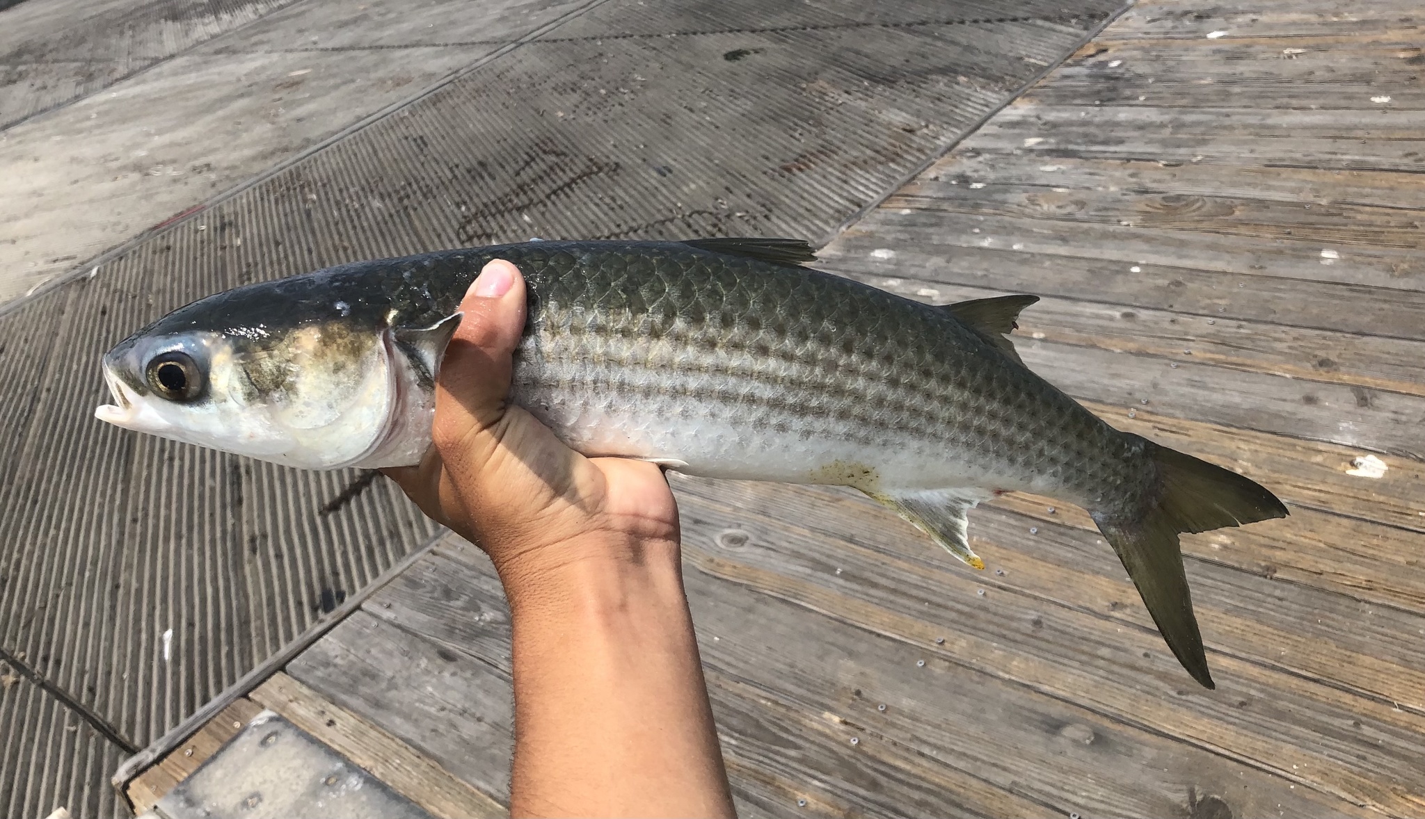 cách chọn mua cá đối tươi ngon