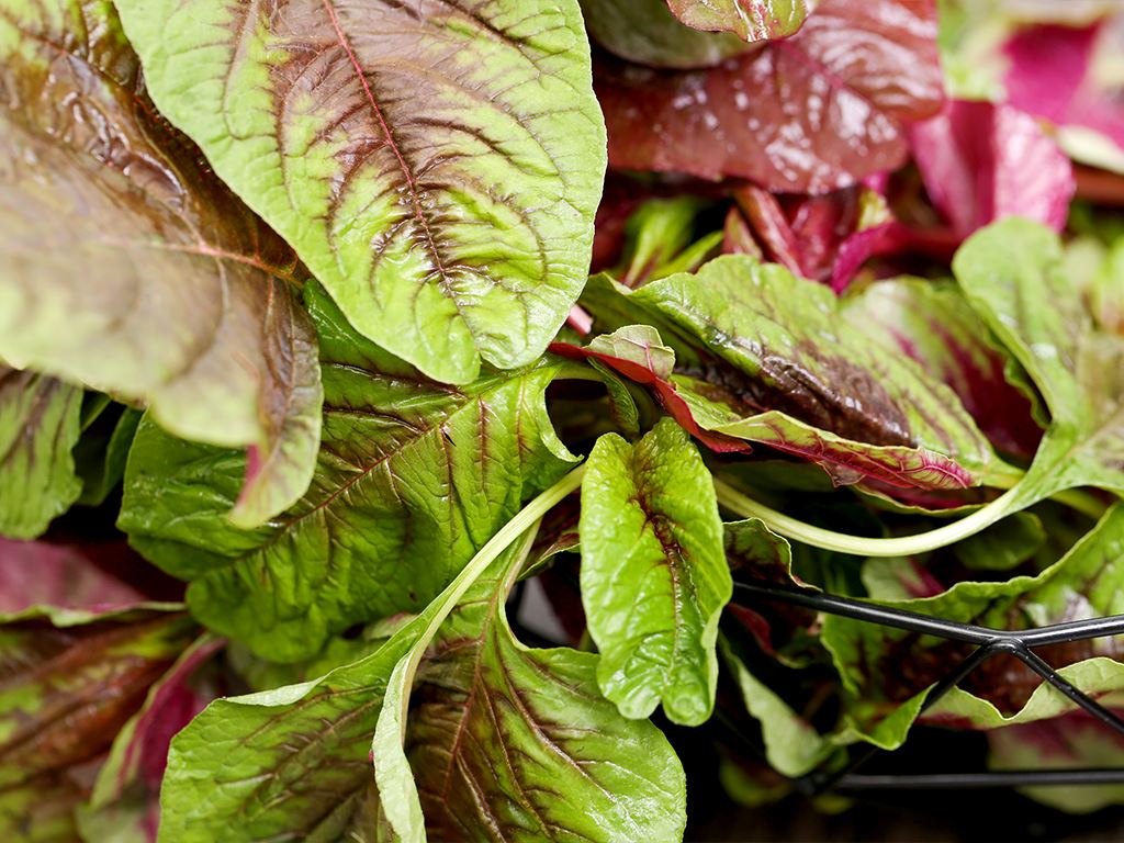 mẹo chọn mua rau dền ngon và những lưu ý khi sử dụng rau dền