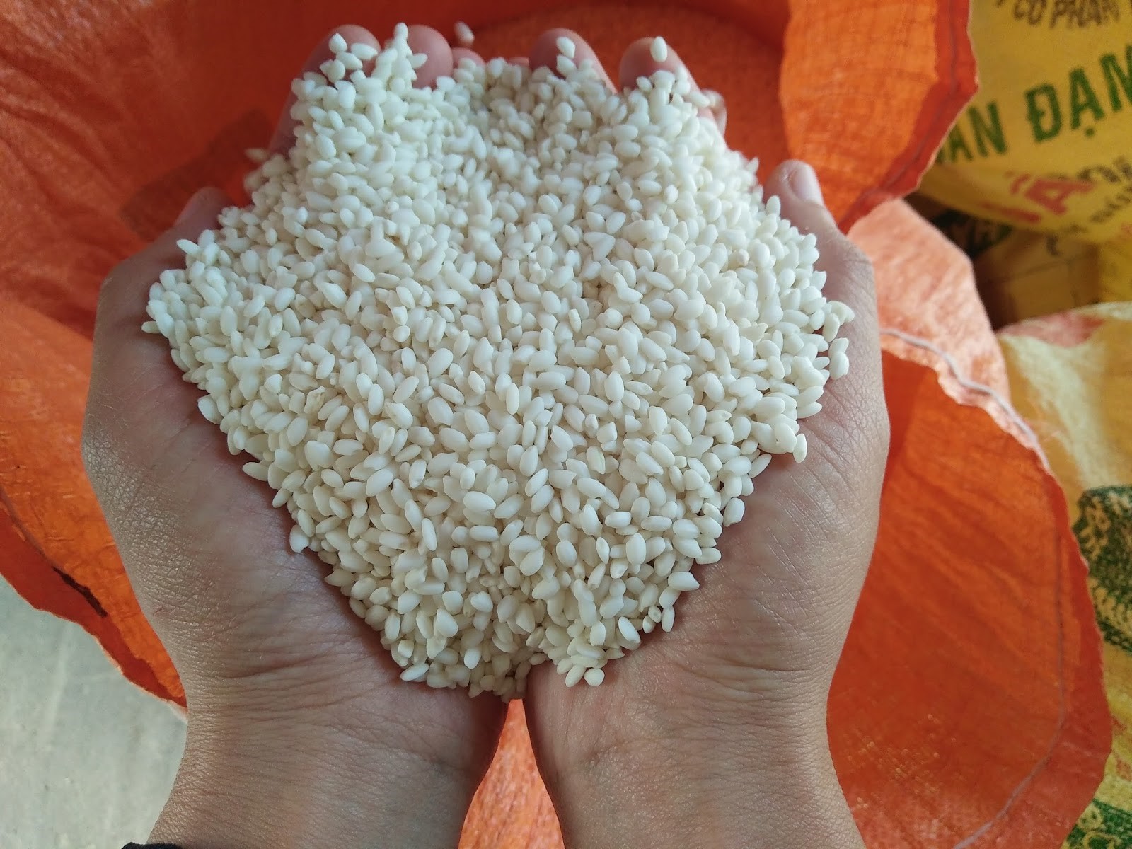 Các loại gạo nếp làm bánh chưng, bánh tét cực ngon