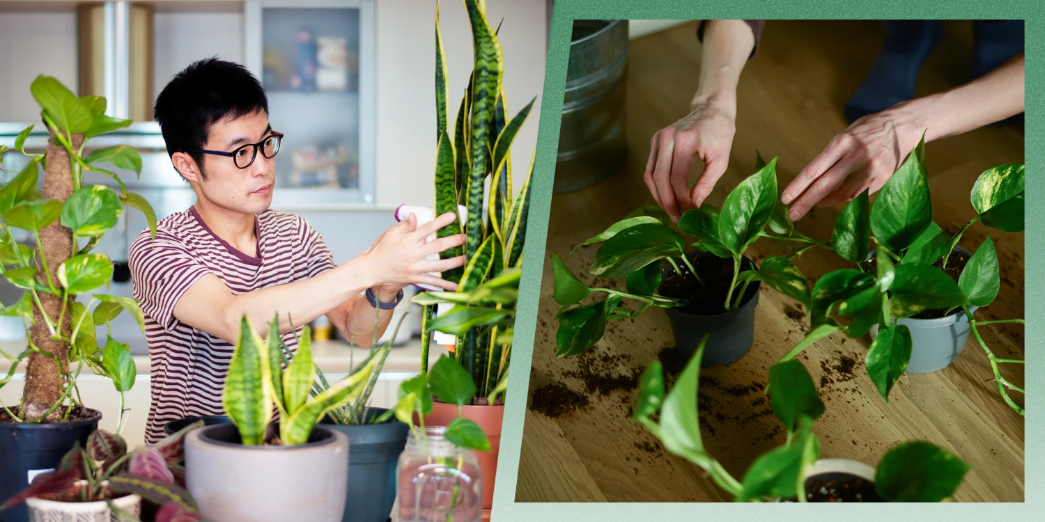 loại cây có khả năng hút ẩm, chống nồm