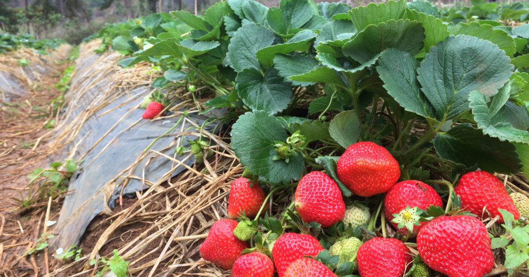 cách phân biệt một số loại dâu tây ngon