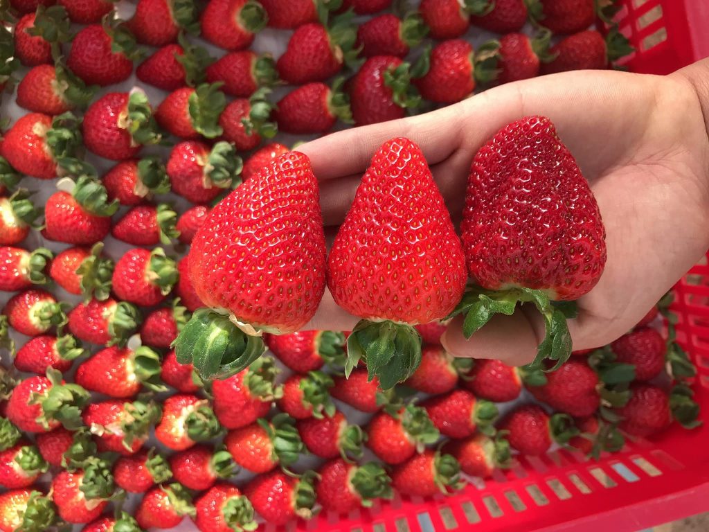 cách phân biệt một số loại dâu tây ngon