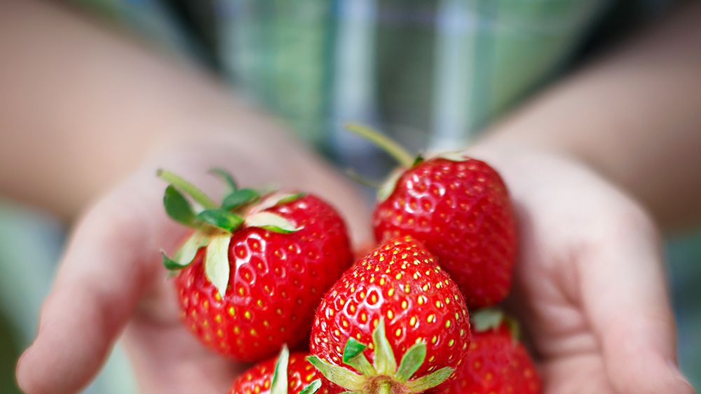 cách phân biệt một số loại dâu tây ngon