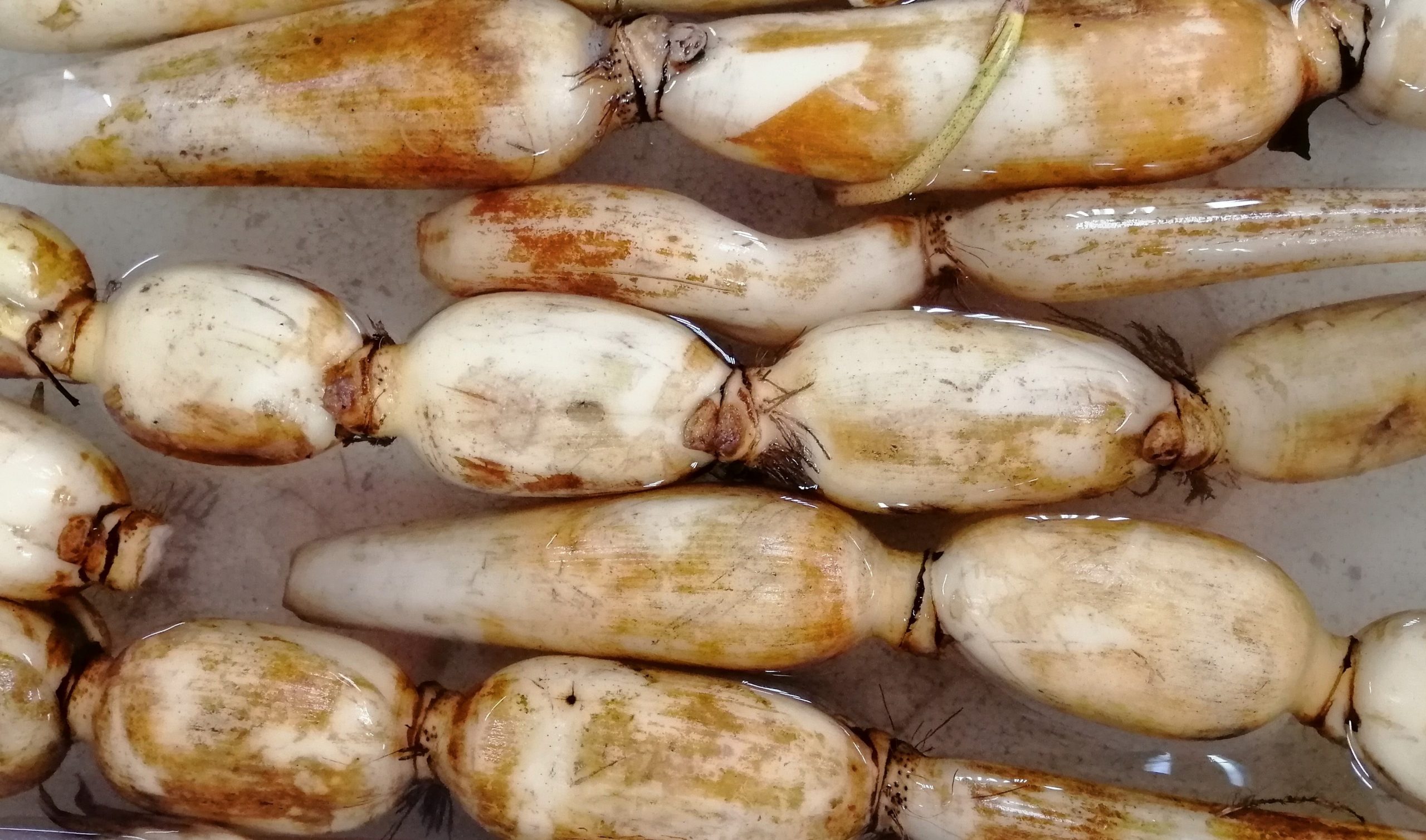 cách bảo quản củ sen tươi