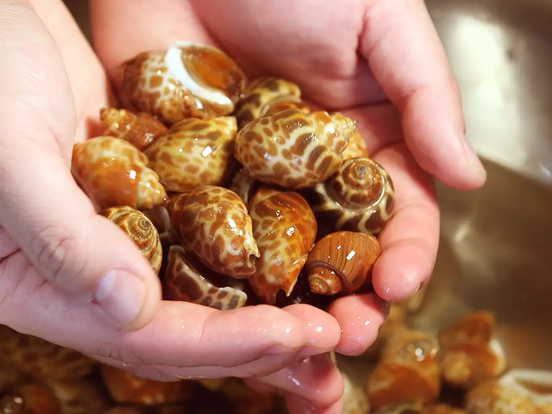 cách lựa chọn ốc tươi ngon