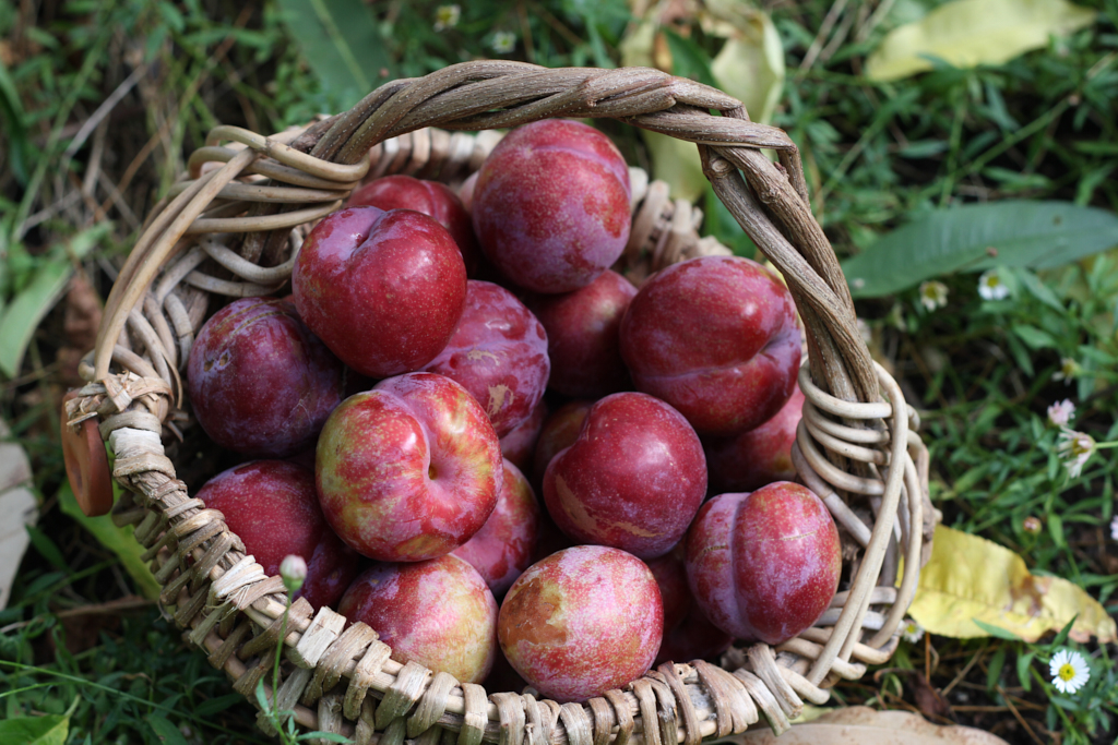 cách chọn mận đầu mùa ngon