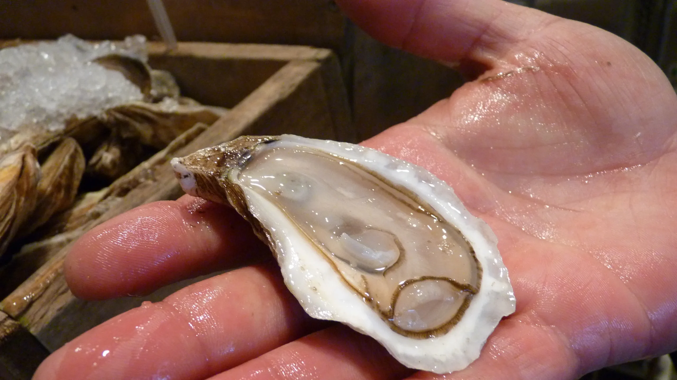 mẹo chọn mua hàu tươi ngon