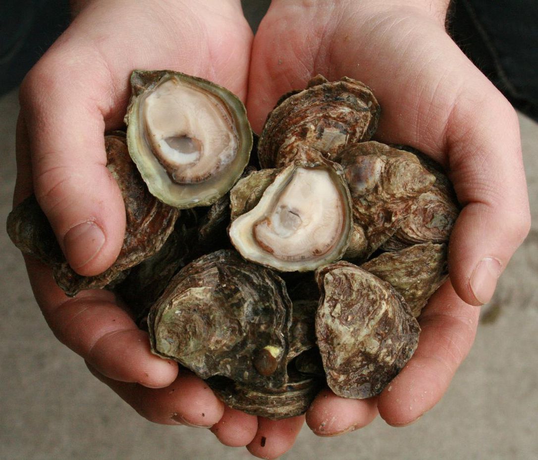 mẹo chọn mua hàu tươi ngon