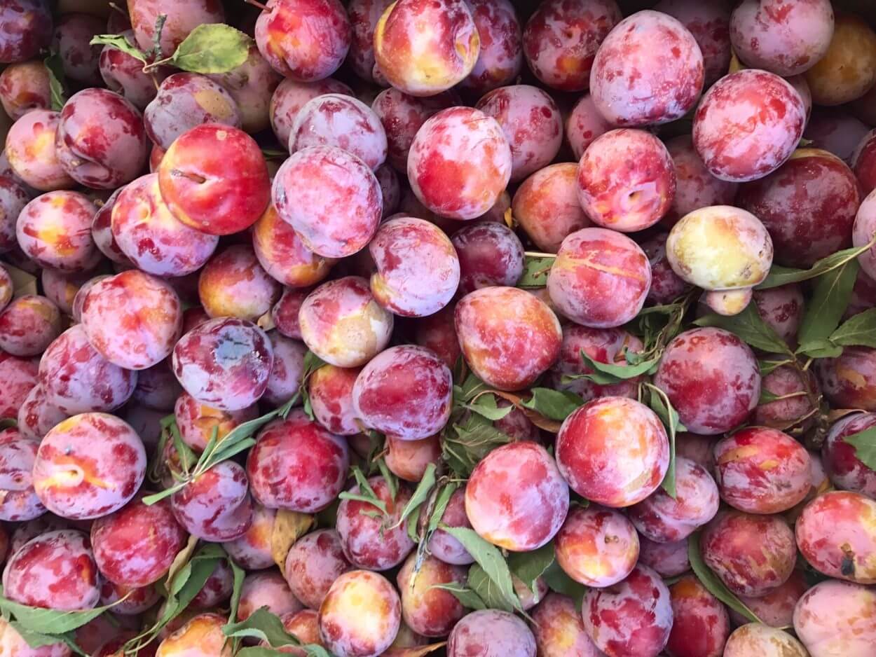 cách chọn mận đầu mùa ngon