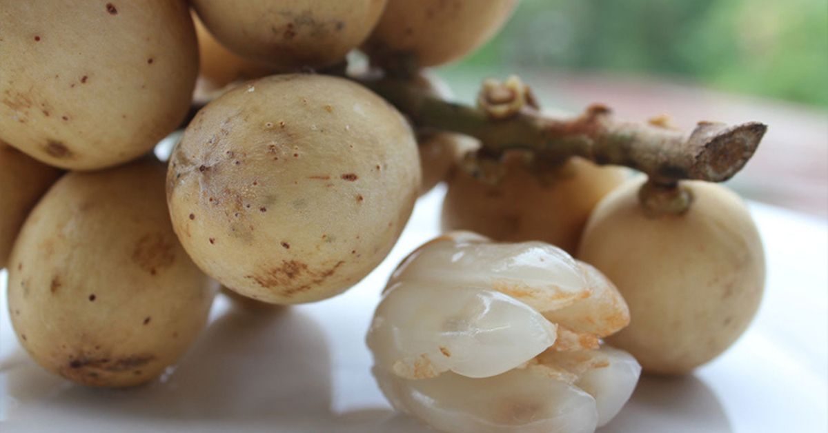 lợi ích của quả bòn bon