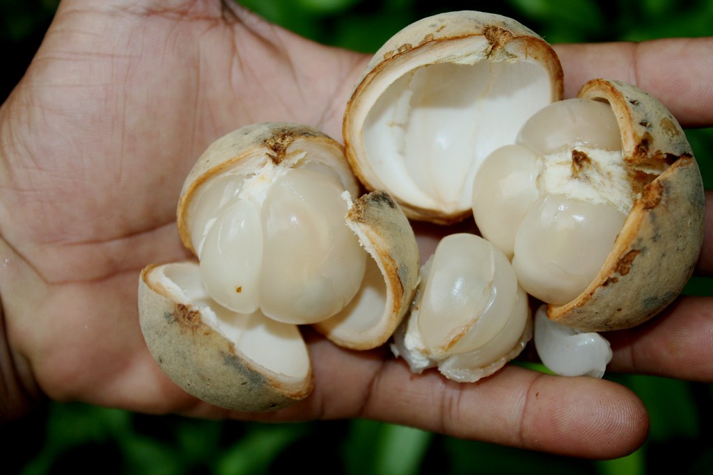 lợi ích của quả bòn bon