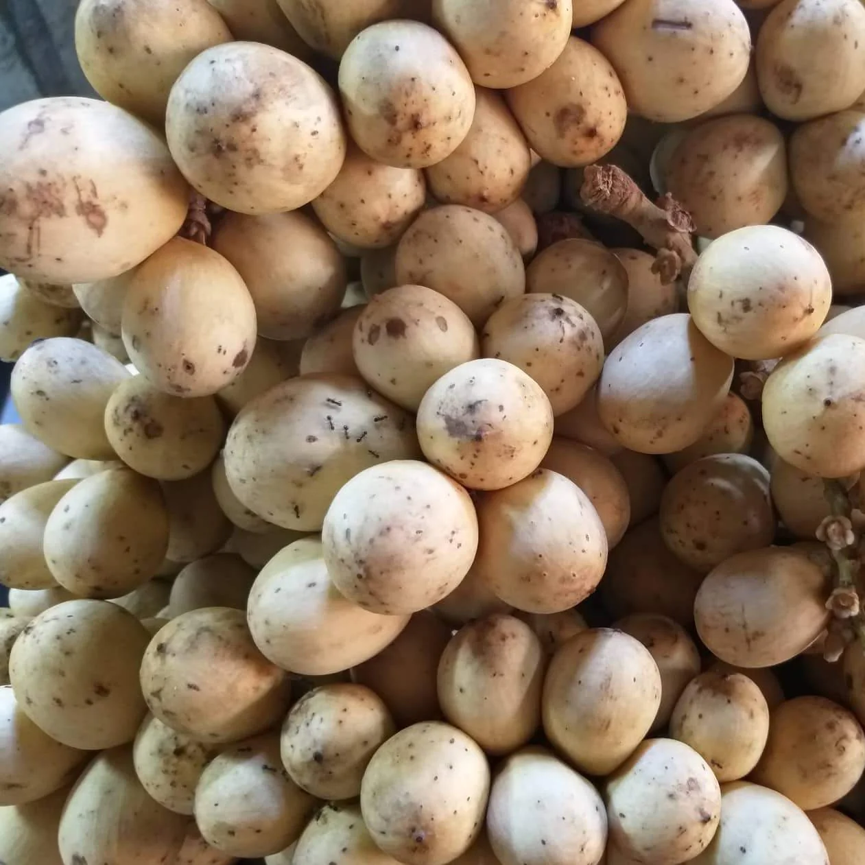 cách chọn mua trái bòn bon ngon không hóa chất