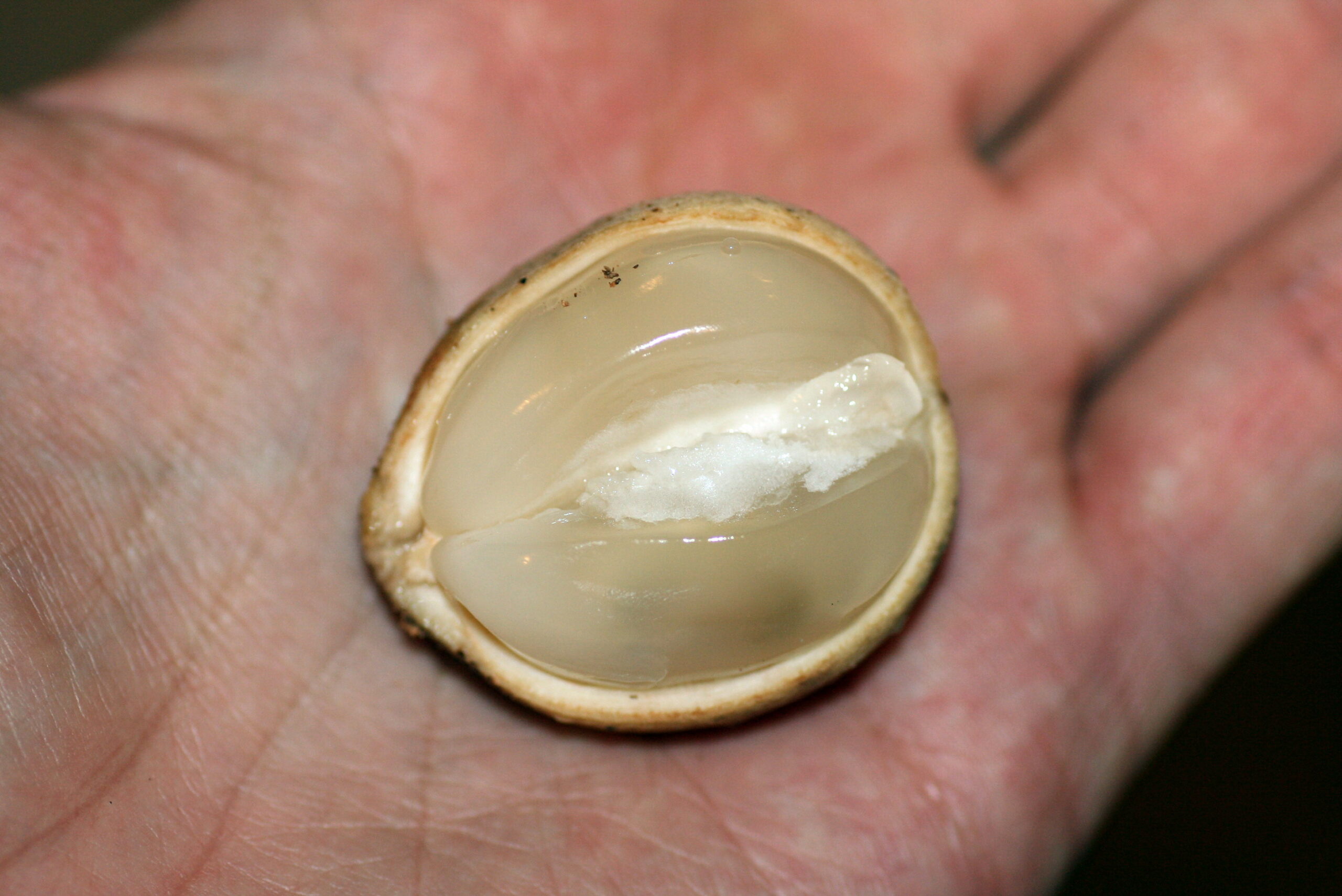 lợi ích của quả bòn bon