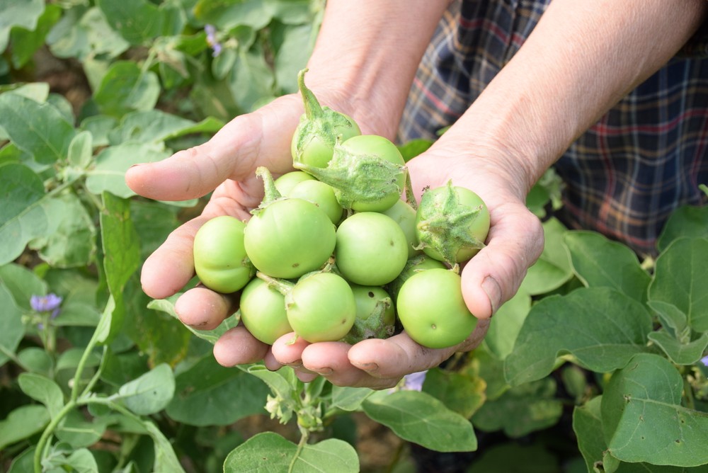 mẹo chọn cà pháo non, giòn