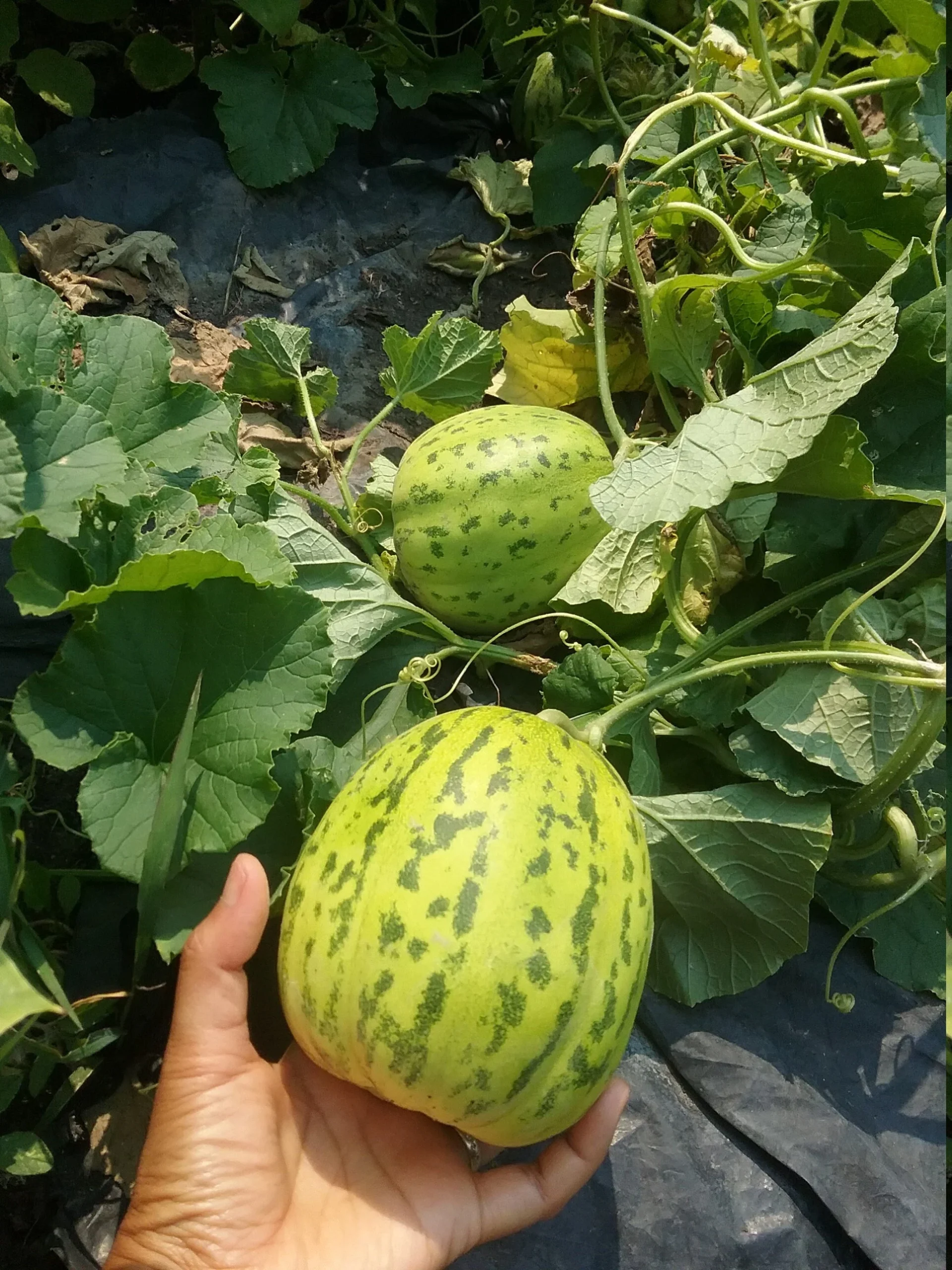 cách chọn dưa bở ngon