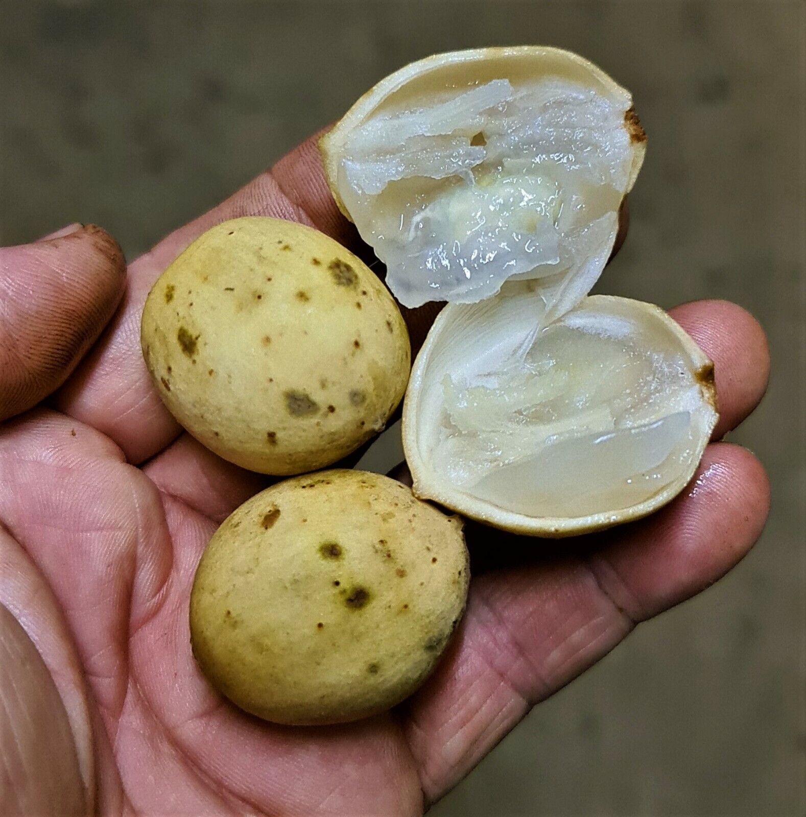 lợi ích của quả bòn bon