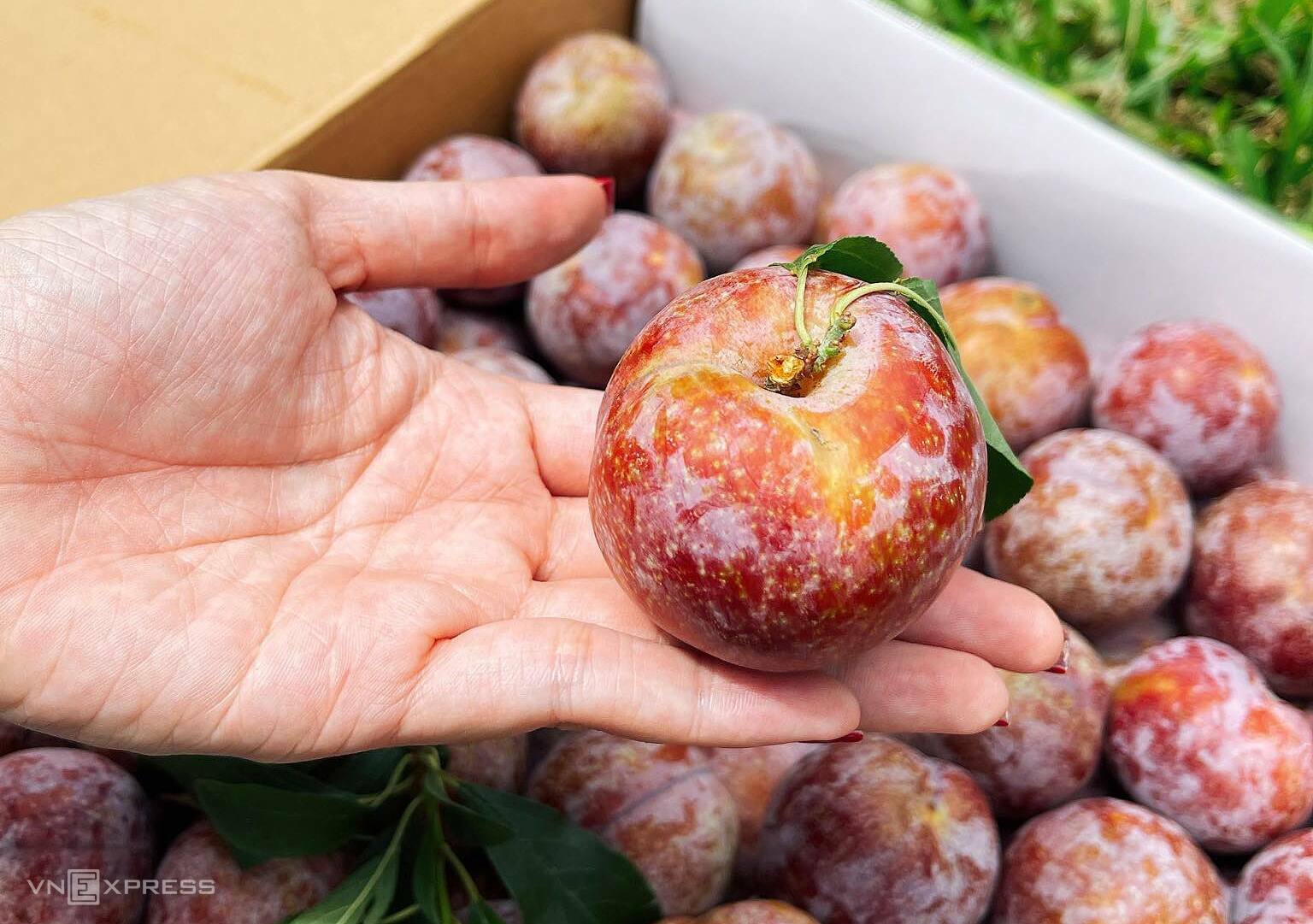 Ăn mận có nóng không?