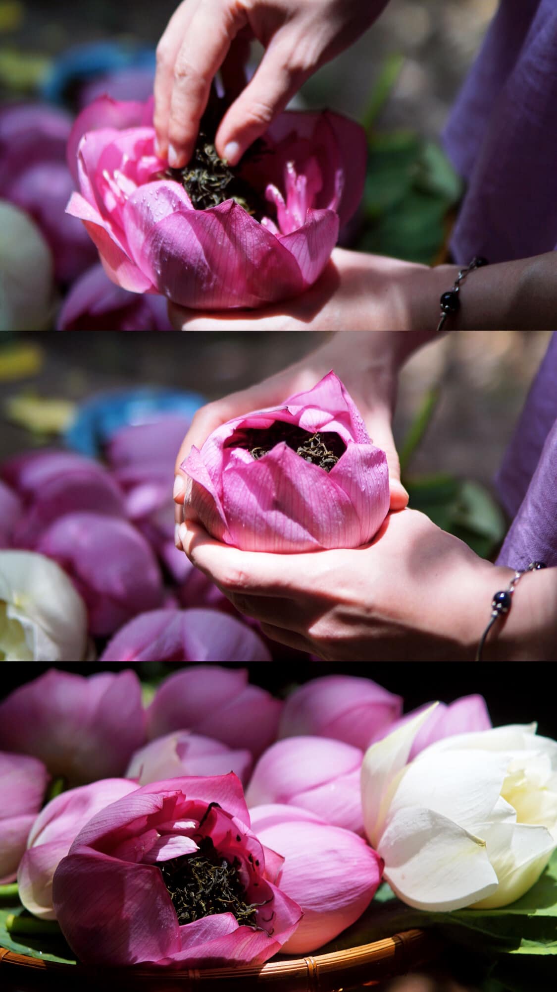 cách ướp trà sen truyền thống đơn giản tại nhà