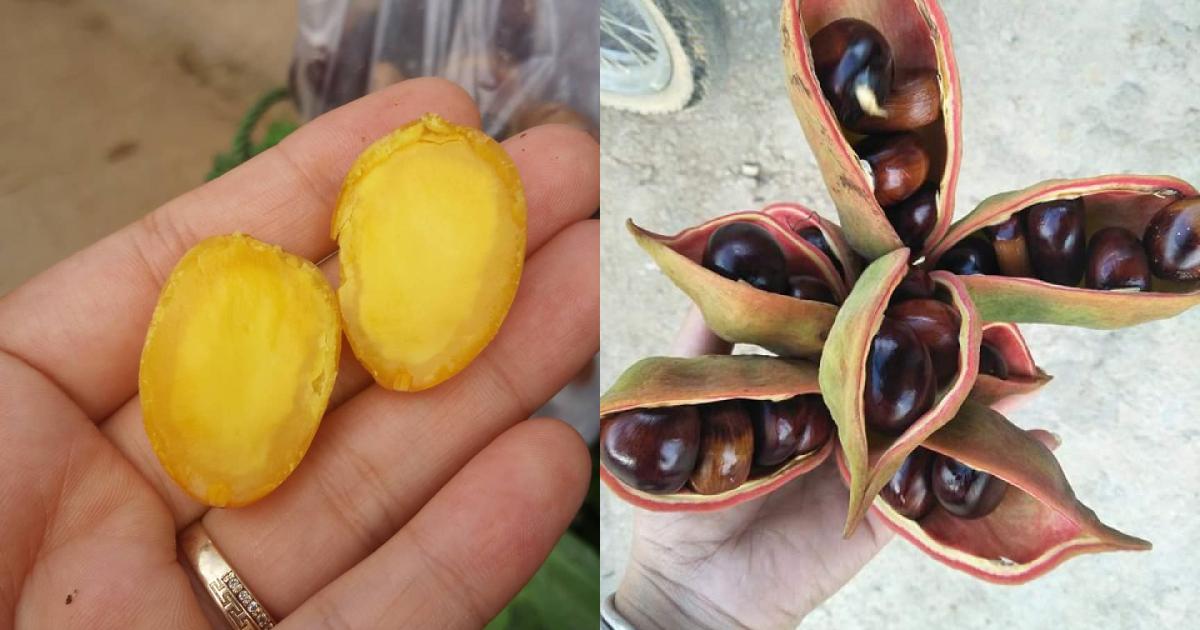 tác dụng của hạt mề gà