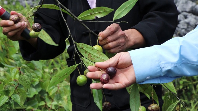 quả hồng châu là gì