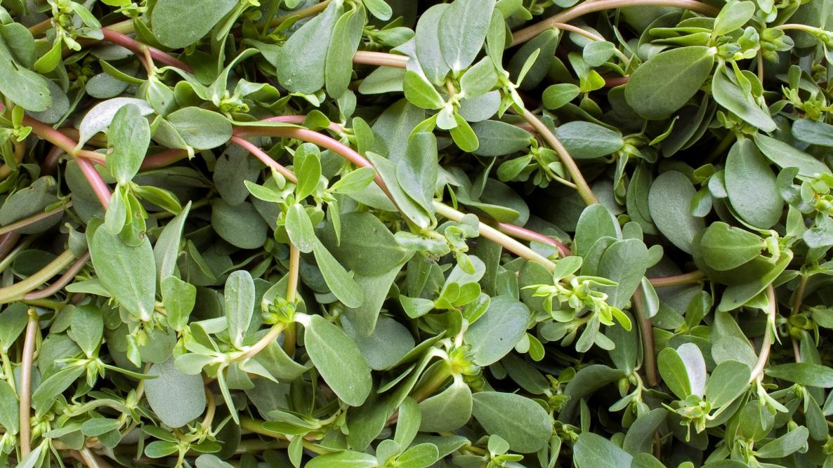 công dụng của rau sam