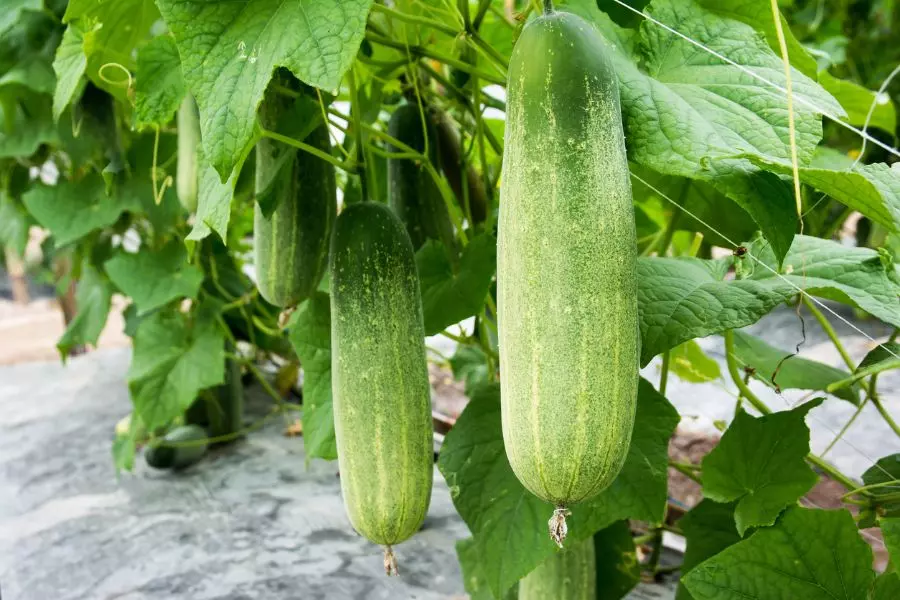 tại sao dưa leo lại bị đắng