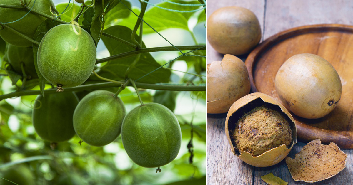 quả la hán là gì