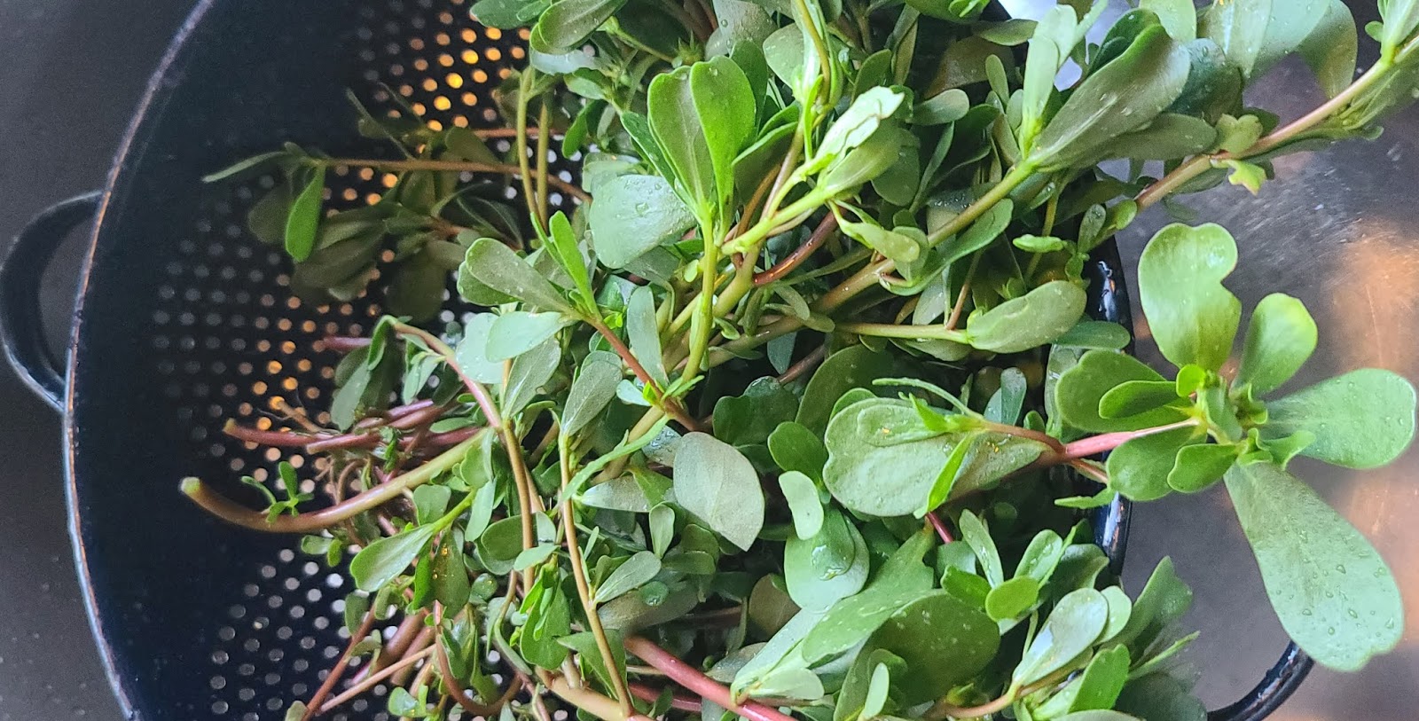 công dụng của rau sam