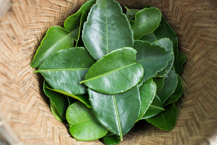Uống nước lá chanh có tác dụng gì?