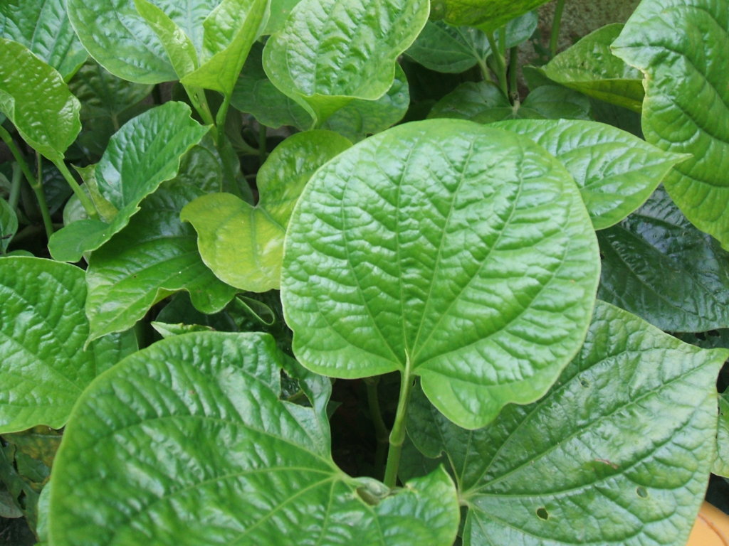 uống nước lá lốt hàng ngày có tốt không