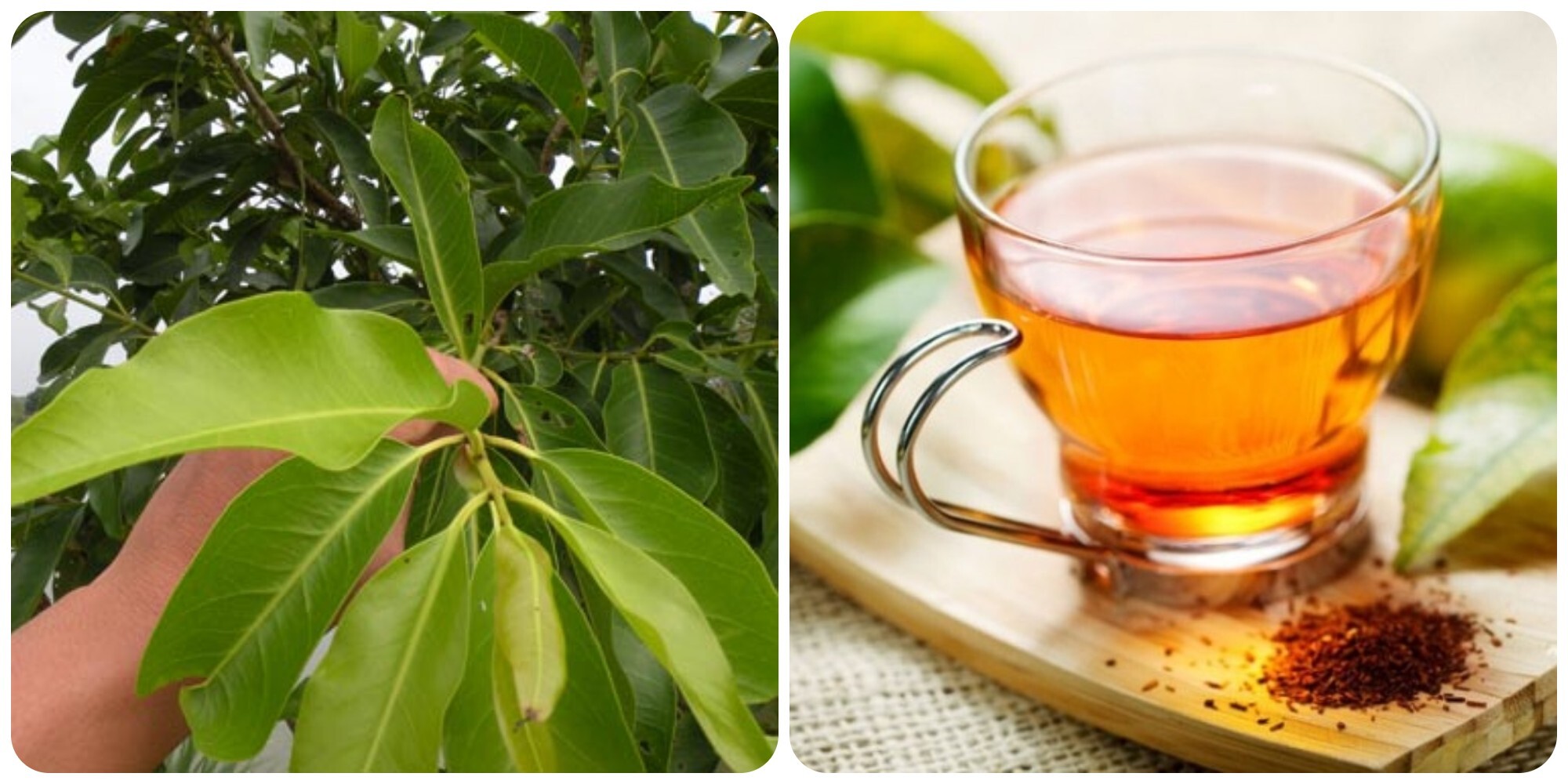 tác dụng của lá vối