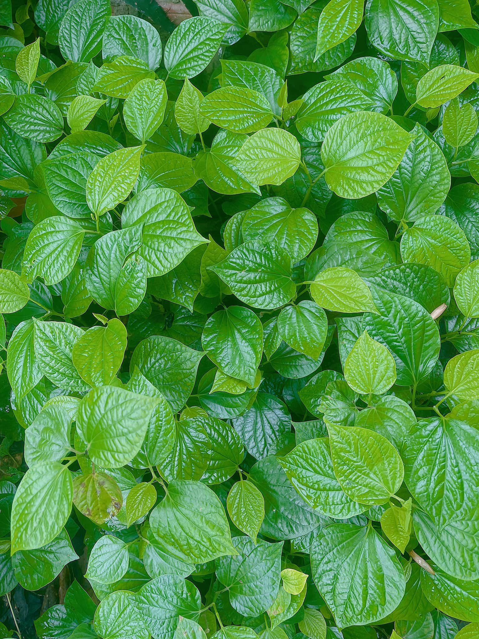 uống nước lá lốt hàng ngày có tốt không