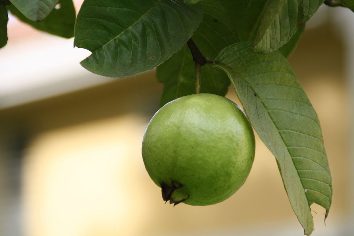 uống nước lá ổi có tác dụng gì