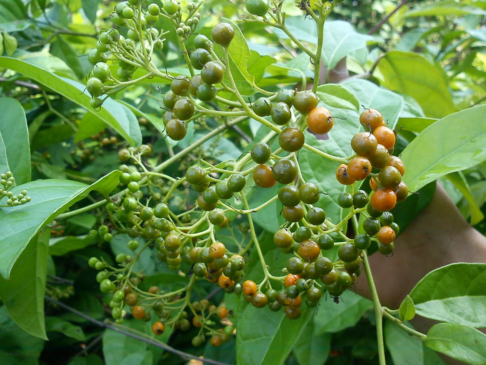 Uống nước xạ đen hàng ngày có tốt không?