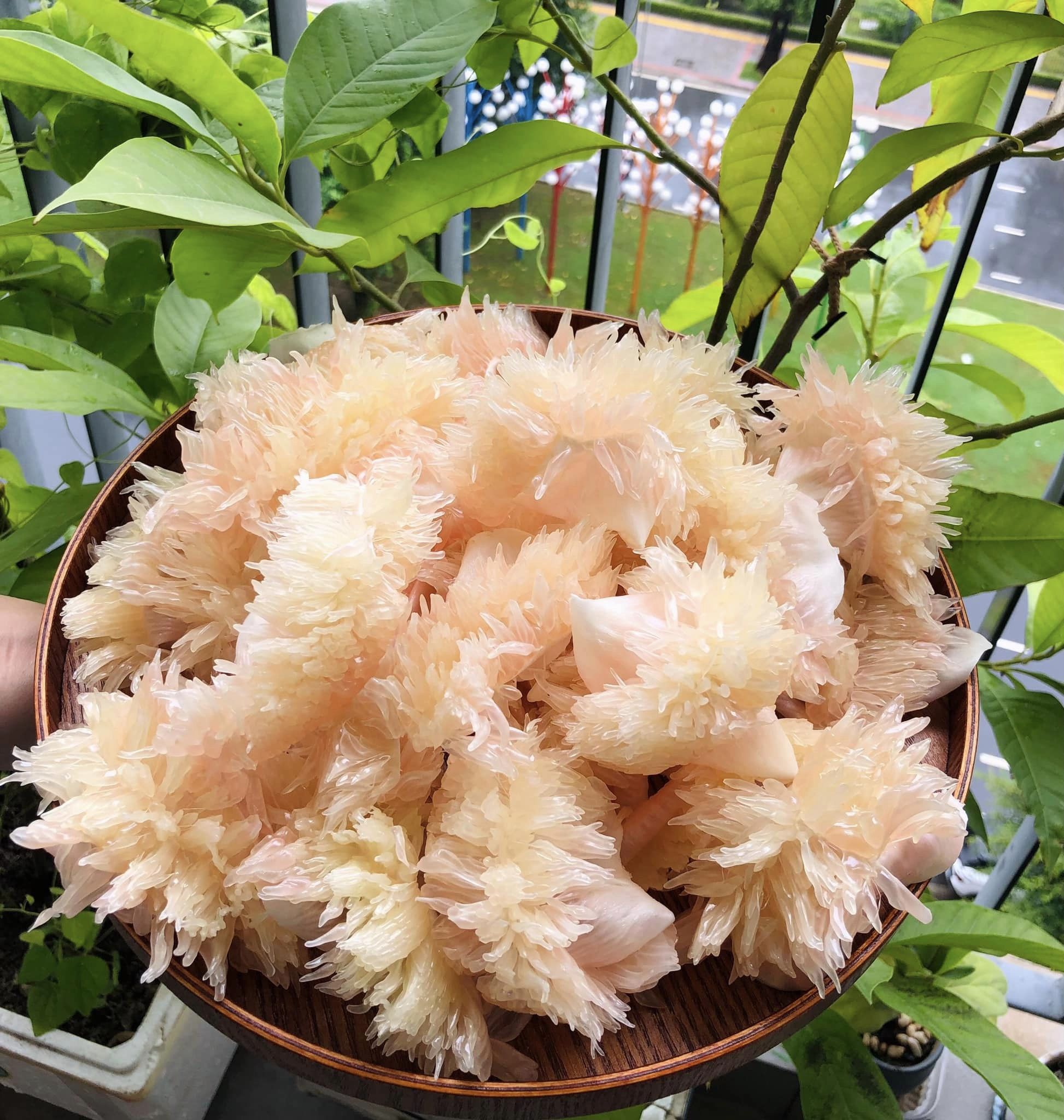 Cách làm chó bưởi 
