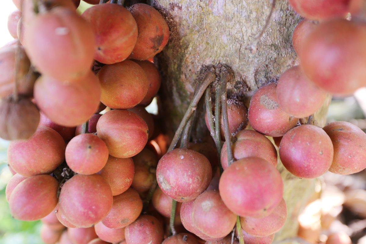 Bà bầu có ăn được quả bòn bon không?