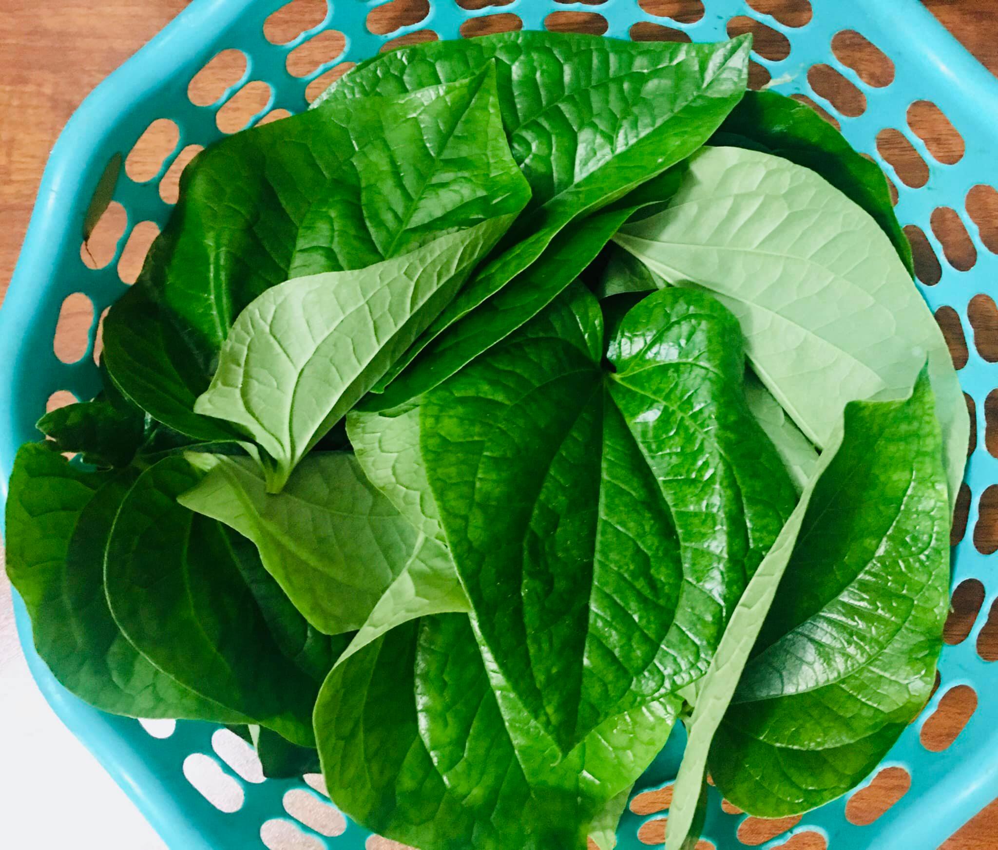 uống nước lá lốt hàng ngày có tốt không