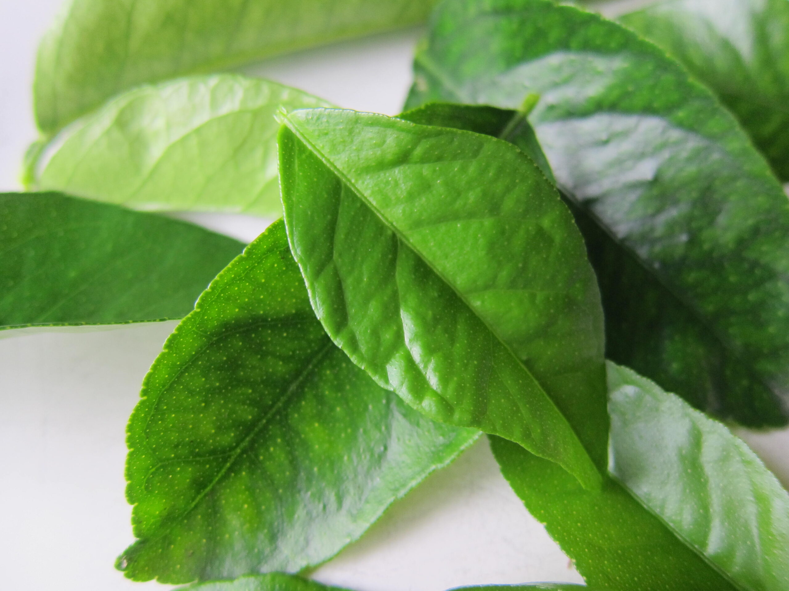 Uống nước lá chanh có tác dụng gì?