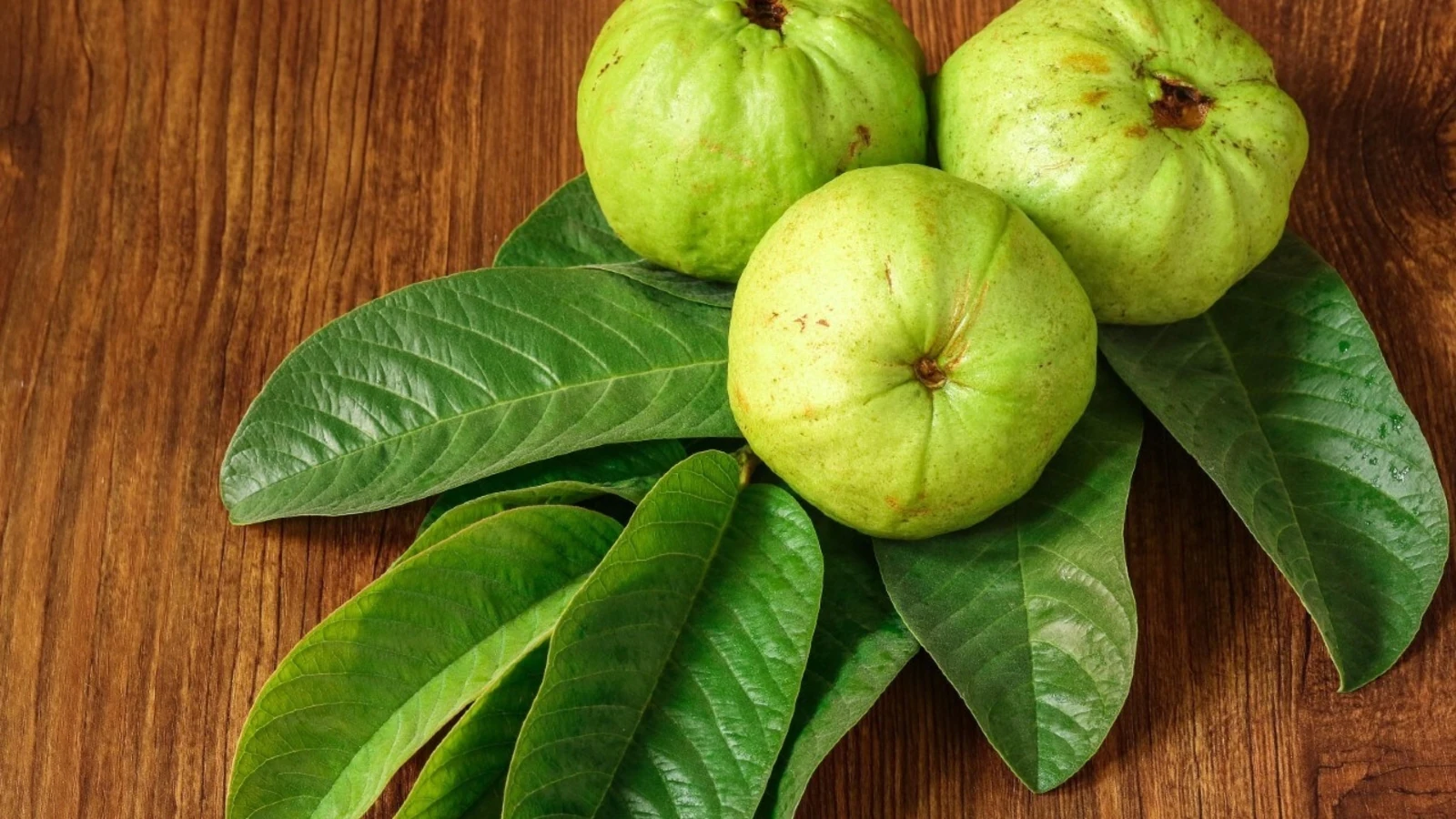 uống nước lá ổi có tác dụng gì